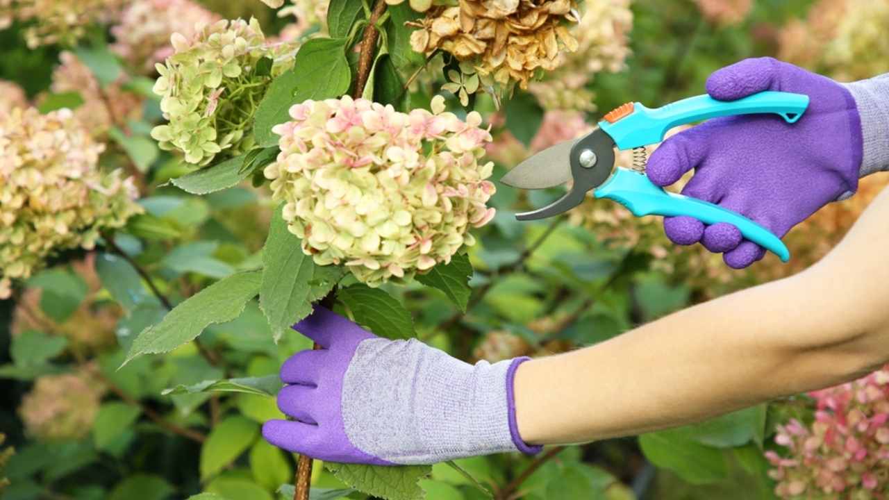 Žena strihajúca kvety hortenzie nožnicami v záhrade, detailný záber