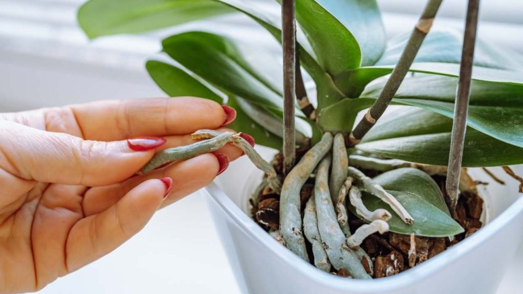 Starostlivosť o korene orchideí. Ženská ruka ukazuje vysušené, napadnuté korene rastliny v kvetináči. Starostlivosť o okrasnú orchideu v kvetináči