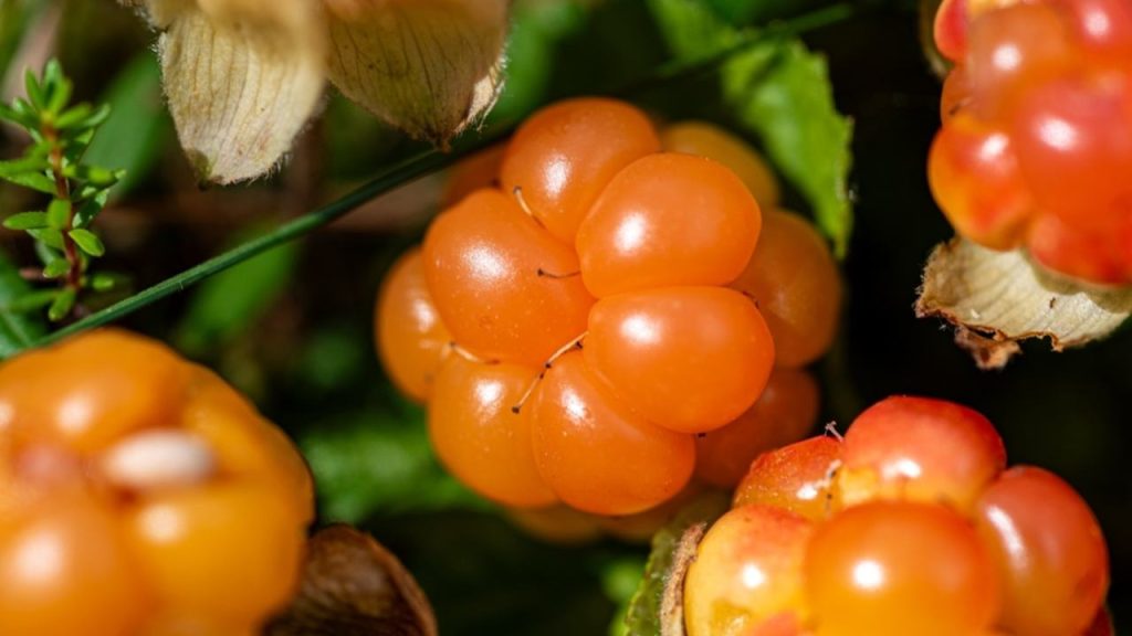 pohľad na lahodné šťavnaté močiarne bobule, žlté ostružiny (Rubus chamaemorus), na pozadí močiara moruška