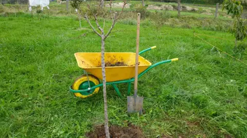 Kolesový vozík plný hnoja a lopata vedľa malého vysadeného stromčeka na poli, prebiehajúce záhradnícke práce