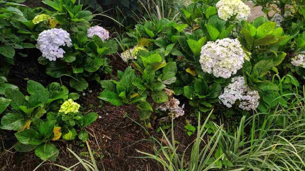 Fialovo-žltý kvet, Hydrangea macrophylla, v parku