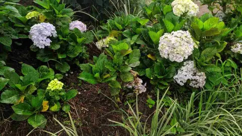 Fialovo-žltý kvet, Hydrangea macrophylla, v parku