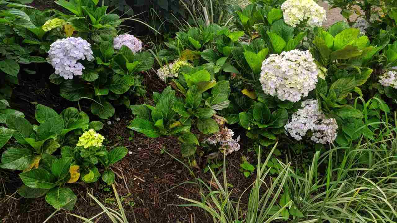 Fialovo-žltý kvet, Hydrangea macrophylla, v parku