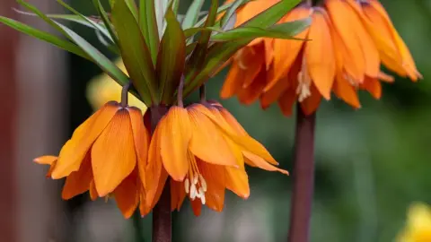Záber zblízka na kvitnúci kvet korunovka kráľovská (Fritillaria imperialis)