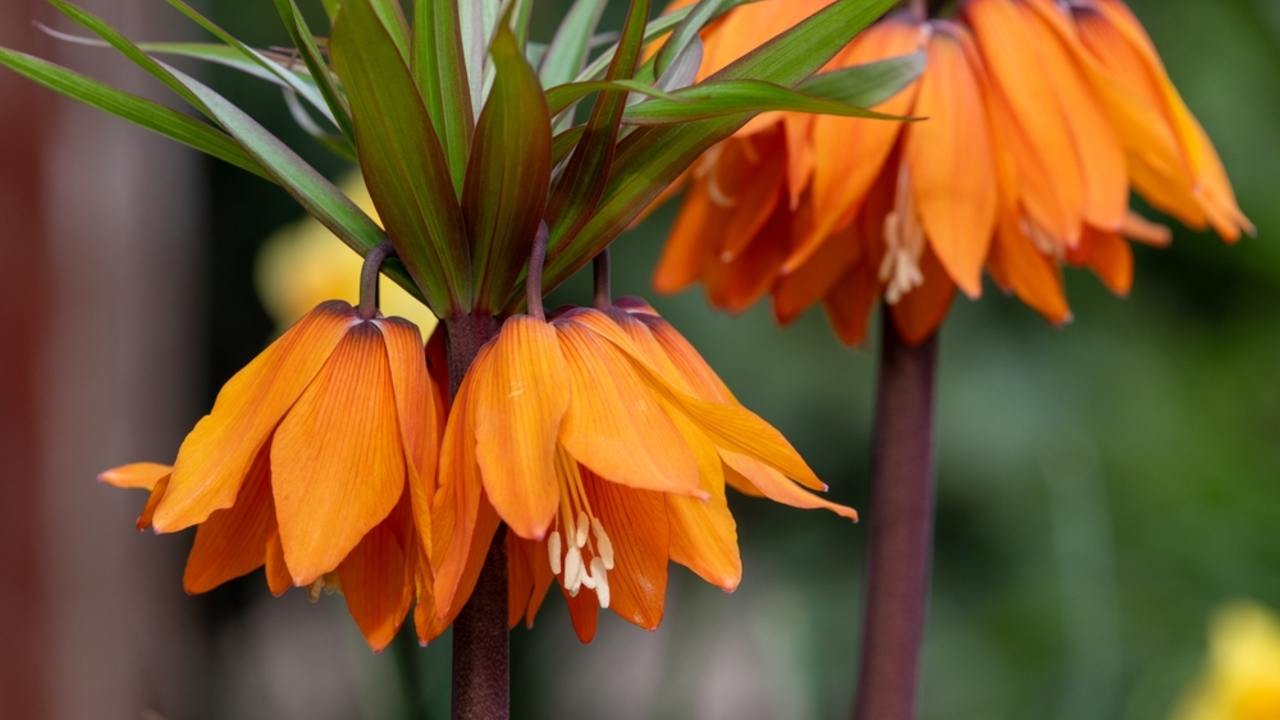 Záber zblízka na kvitnúci kvet korunovka kráľovská (Fritillaria imperialis)