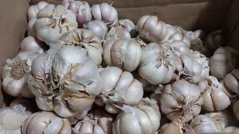 Cesnak je cibuľovitá rastlina patriaca do čeľade cibulovitých. V jednej veľkej cibuli je niekoľko strúčikov. Každý strúčik je obalený tenkou, sivobielou šupkou. Cesnak má ostrú a silnú vôňu.