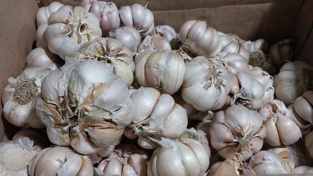 Cesnak je cibuľovitá rastlina patriaca do čeľade cibulovitých. V jednej veľkej cibuli je niekoľko strúčikov. Každý strúčik je obalený tenkou, sivobielou šupkou. Cesnak má ostrú a silnú vôňu.