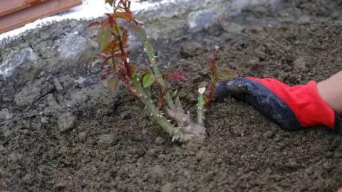 vysádzanie sadeníc ruží do zeme