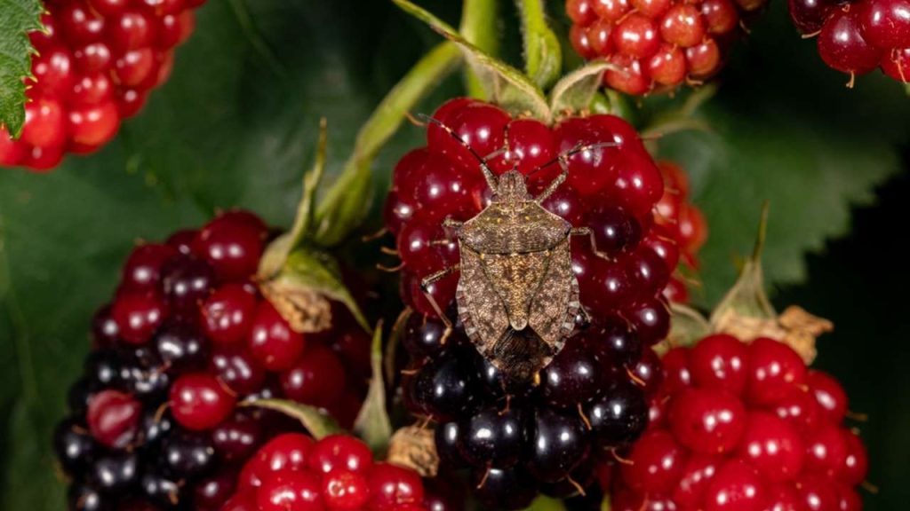 bzdocha mramorovaná (Halyomorpha halys) chrobák