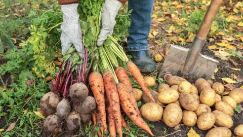 Už zbierate zeleninu? Dávajte si pozor na tieto chyby, mohli by ste prísť o celú úrodu. Ruky farmára v rukaviciach držiace zväzok červenej repy, mrkvy a zemiakov s lopatou v jesennom záhrade. Zber čerstvej, „špinavej“ jesenej koreňovej zeleniny z ekologického pestovania