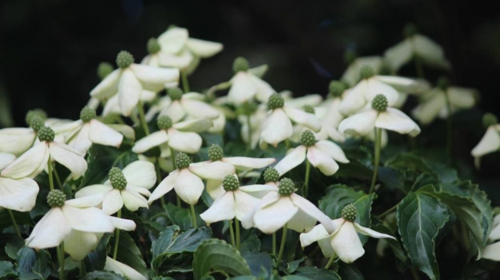 kvitnúci drieň hlavatý Cornus capitata