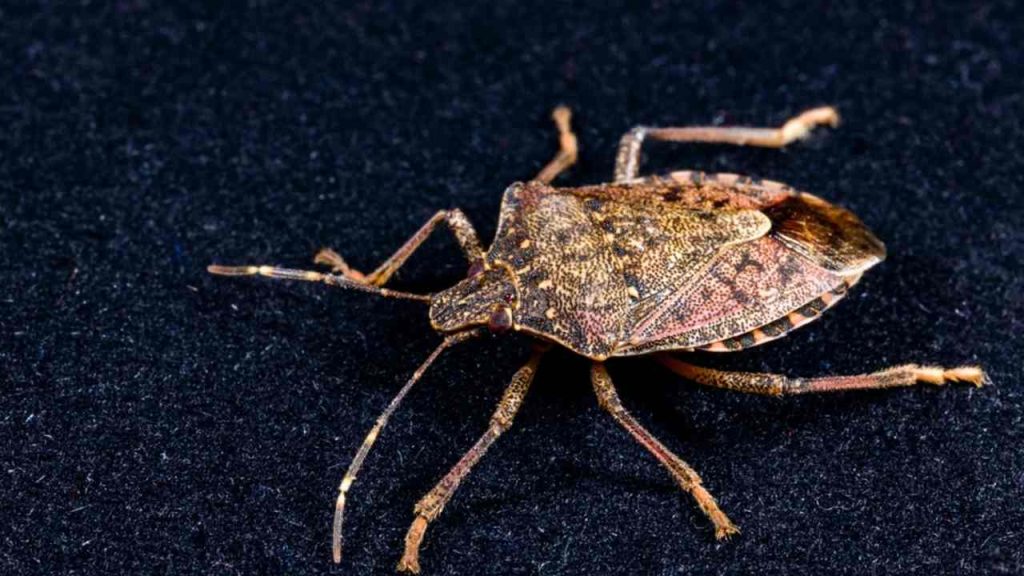 bzdocha mramorovaná (Halyomorpha halys) chrobák