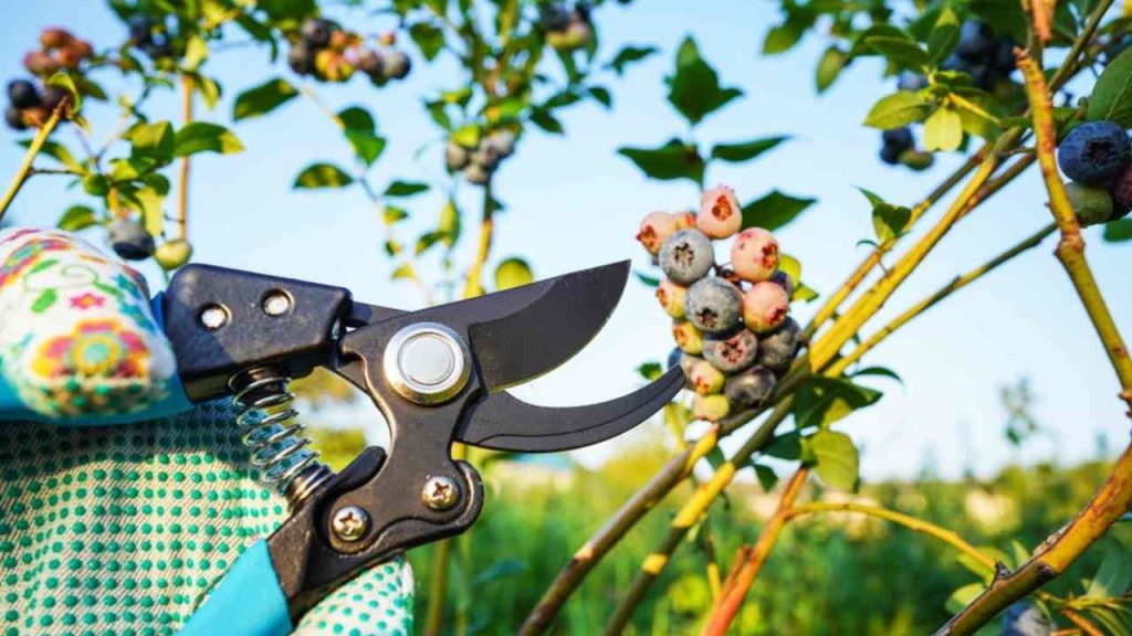 Strihanie čučoriedok. Strihanie čučoriedkového kríka. Rozmnožovanie čučoriedkových kríkov. Orezané čučoriedkové kríky. Strihanie vetiev na ovocnom strome čučoriedok.