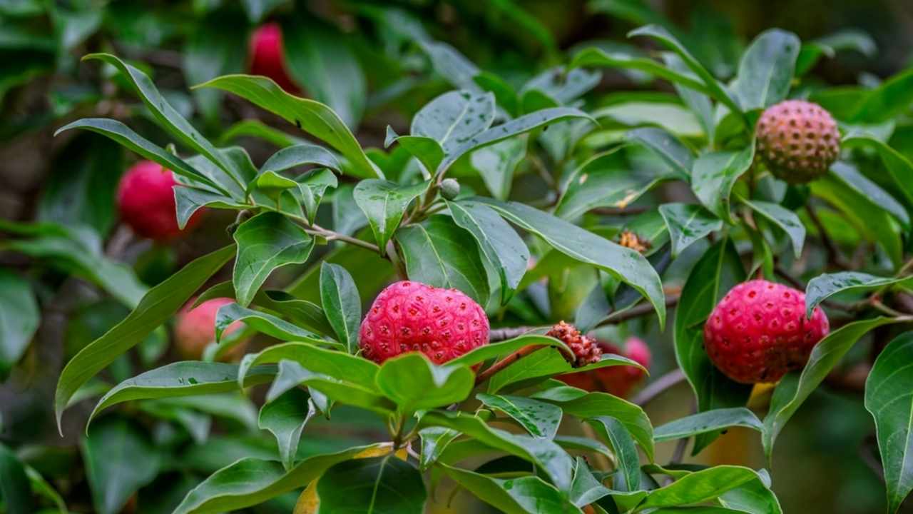 drieň hlavatý Cornus capitata, himalájske ovocie, exotické ovocie