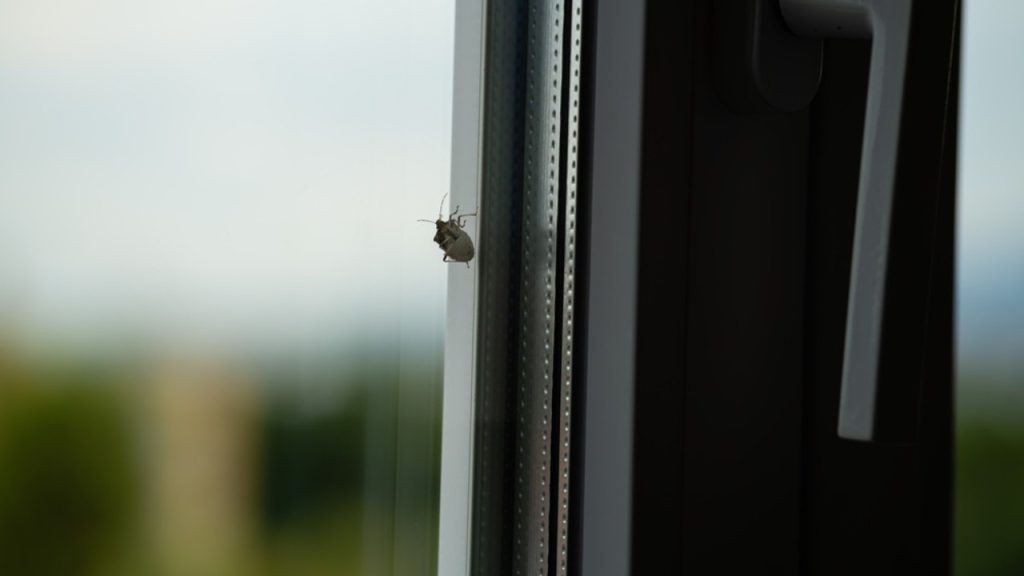 Záber zblízka na chrobáka plaziaceho sa po skle okna bzdochu mramorovanú (Halyomorpha halys)