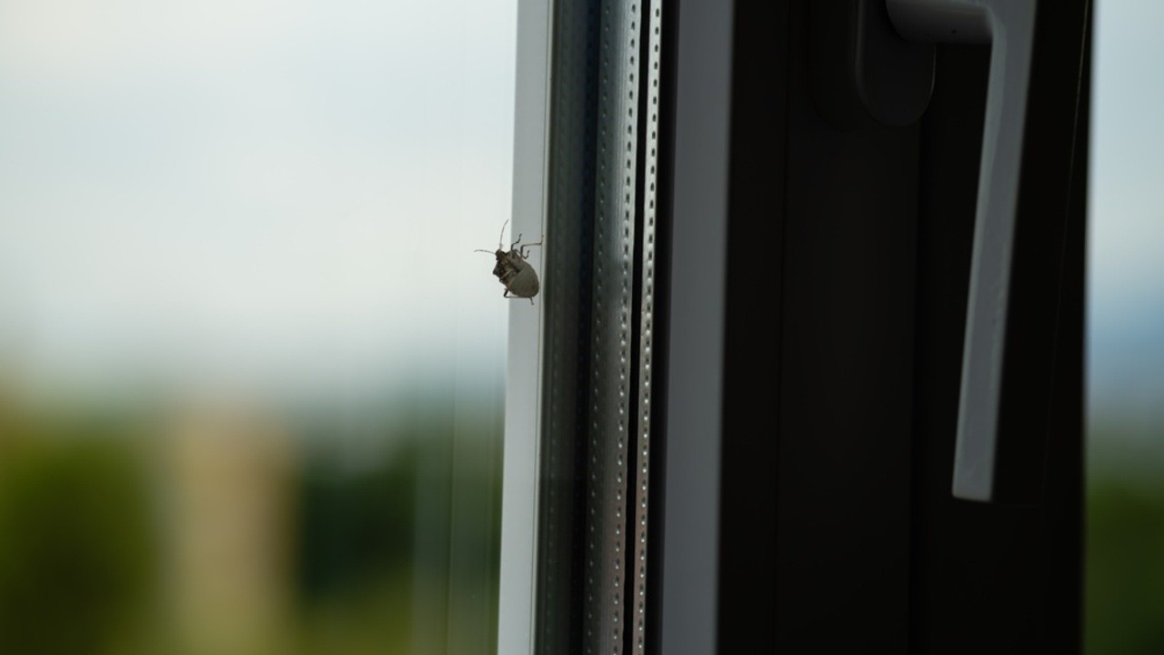 Záber zblízka na chrobáka plaziaceho sa po skle okna bzdochu mramorovanú (Halyomorpha halys)