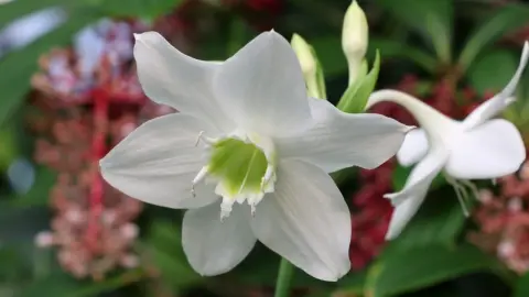 Krásny voskovitý biely kvet amazonskej ľalie (Urceolina amazonica, Eucharis grandiflora), ktorého nápadný zelený stred kontrastuje s tropickou zeleňou